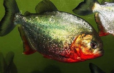 虎魚攻擊其他魚：虎魚會(huì)攻擊其他魚類嗎？ 虎魚百科 第3張