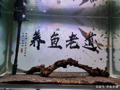 剛買的虎魚停食幾天：剛買的虎魚停食的時間長度取決于多種因素 虎魚百科 第3張