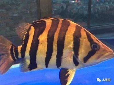 虎魚會吃飼料嗎？：虎魚會吃飼料嗎 虎魚百科 第2張