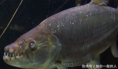 虎魚養(yǎng)不大：為什么虎魚養(yǎng)不大 虎魚百科 第2張