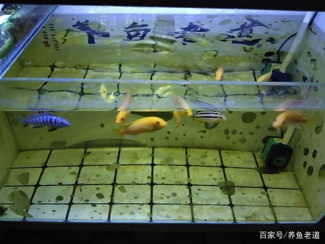 大魚缸糞便怎么清理視頻：如何清理大魚缸糞便 魚缸百科 第3張