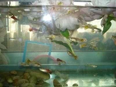 大魚缸糞便怎么清理視頻：如何清理大魚缸糞便 魚缸百科 第4張