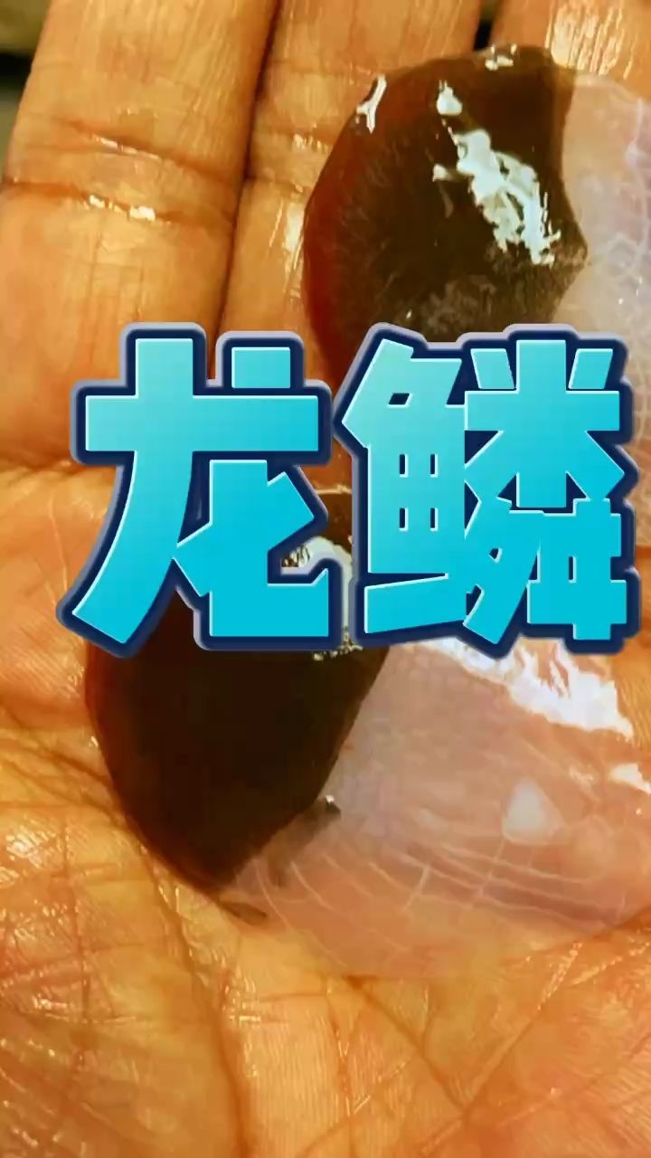 龍鱗：撞掉兩片鱗,老實(shí)人不取 觀賞魚(yú)論壇