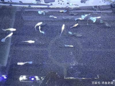 大魚缸滲水怎么補漏水視頻：大魚缸滲水補漏方法