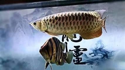 龍虎魟配什么魚：泰國(guó)短身元寶鯽魚適合與龍虎魟混養(yǎng)的魚類配什么魚 魟魚百科 第1張