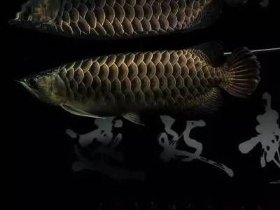 龍虎魟配什么魚：泰國(guó)短身元寶鯽魚適合與龍虎魟混養(yǎng)的魚類配什么魚 魟魚百科 第3張