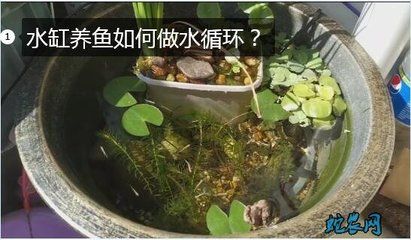 北面陽(yáng)臺(tái)放魚缸好不好：北面陽(yáng)臺(tái)放魚缸有利于財(cái)運(yùn)嗎？ 魚缸百科 第3張