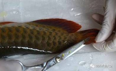 龍魚胸鰭斷了能恢復嗎：龍魚胸鰭斷了能恢復嗎龍魚胸鰭斷了能恢復嗎 龍魚百科 第2張