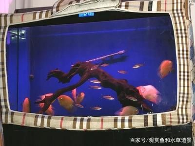 1米8魚(yú)缸一個(gè)月用多少電：1米8魚(yú)缸一個(gè)月用多少電耗電量受到多種因素影響 魚(yú)缸百科 第1張