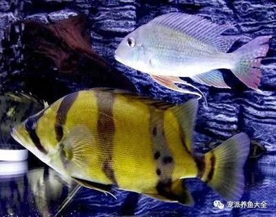 虎魚容易暴斃：虎魚容易暴斃的原因 虎魚百科 第2張