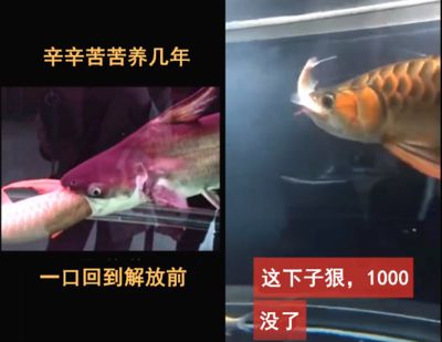 龍魚吃肉嗎：關(guān)于龍魚食性的詳細(xì)介紹 龍魚百科 第2張