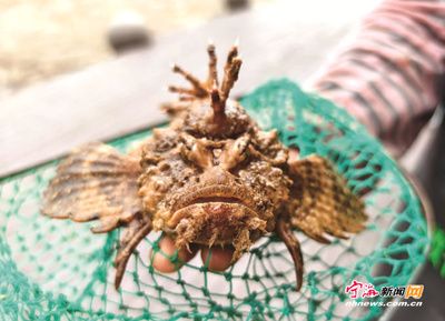 虎魚很兇嗎：關(guān)于虎魚的毒性，有兩種不同的說法，捕撈時要小心 虎魚百科 第2張