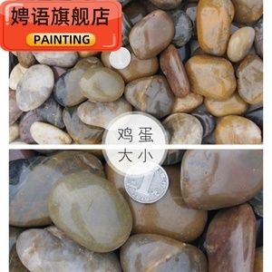 大魚缸改造龜缸好嗎：大魚缸改造龜缸可行嗎？ 魚缸百科 第4張