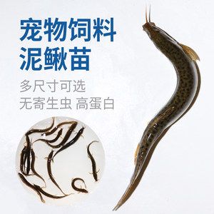 龍魚翹嘴好不好：龍魚翹嘴好不好呢？