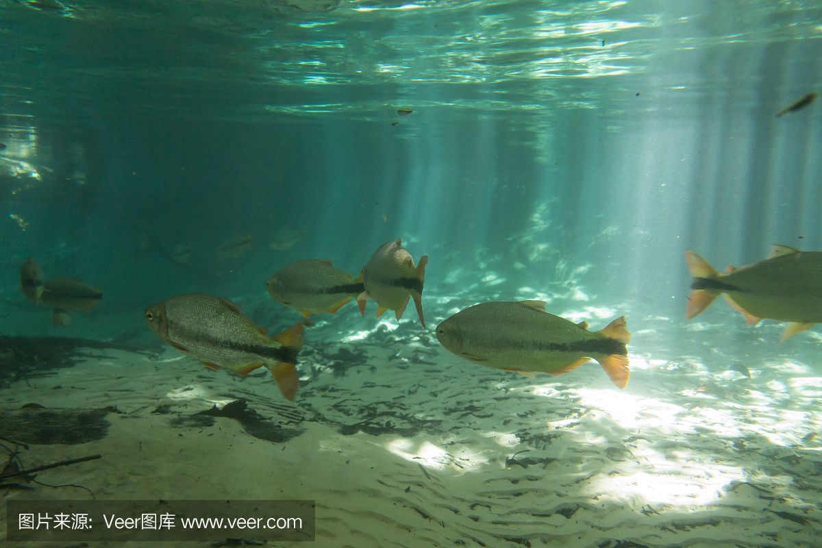 魟魚能用淡水養(yǎng)嗎：[需手動填充]魚可以作為淡水觀賞魚進(jìn)行飼養(yǎng),魟魚能用淡水養(yǎng)嗎 魟魚百科 第3張