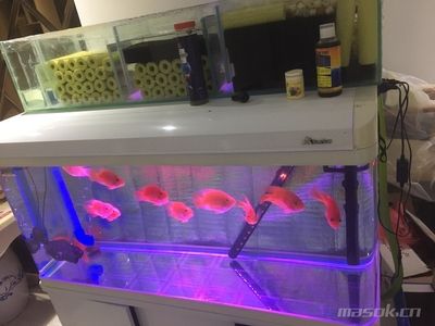 森森600魚缸質(zhì)量好嗎：森森600魚缸怎么樣？