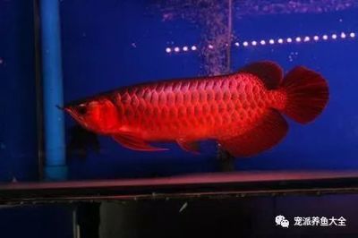 龍魚背部鱗片有棉絮狀