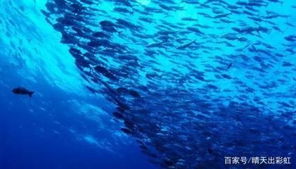 魟魚喜歡水流嗎為什么：魟魚與水流關(guān)系的詳細(xì)分析[需手動(dòng)填充][需手動(dòng)填充]魚喜歡水流嗎 魟魚百科 第1張