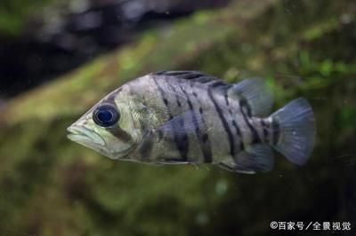 虎魚幼魚吃什么：虎魚幼魚可以喂食活餌料嗎 虎魚百科 第3張