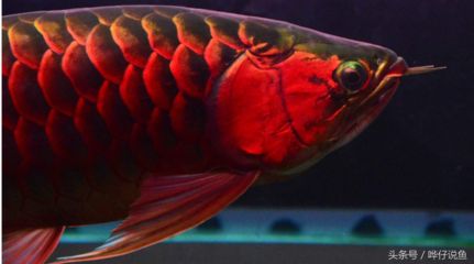 紅龍魚魚缸底色怎么調(diào)色：紅龍魚魚缸底色怎么調(diào)色紅龍魚魚缸底色怎么調(diào)色 龍魚百科 第1張