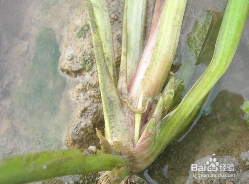 大魚缸養(yǎng)什么水草好呢：魚缸水草養(yǎng)護技巧 魚缸百科 第1張