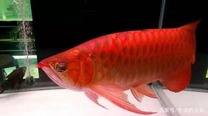 龍魚眼睛發(fā)紅怎么治療：龍魚眼睛發(fā)紅怎么辦 龍魚百科 第3張