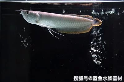 龍魚(yú)的作用與功效禁忌 龍魚(yú)百科 第1張