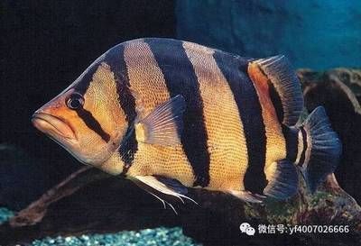 虎魚不敢吃食怎么回事：虎魚拒食怎么辦 虎魚百科 第2張