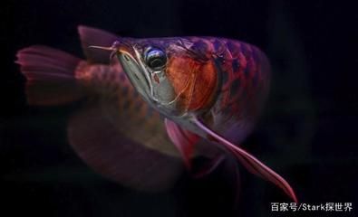 龍魚咽不下是什么病癥：龍魚吞咽困難可能由多種病癥引起龍魚咽不下是什么病癥 龍魚百科 第1張