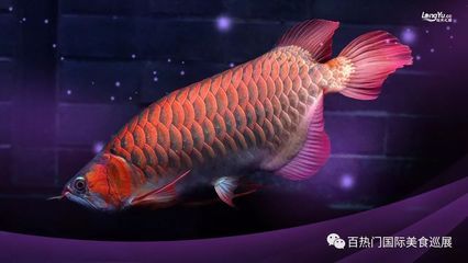 虎魚(yú)好吃不：清蒸虎魚(yú)的做法顯示虎魚(yú)不僅美味還具有營(yíng)養(yǎng)價(jià)值 虎魚(yú)百科 第3張