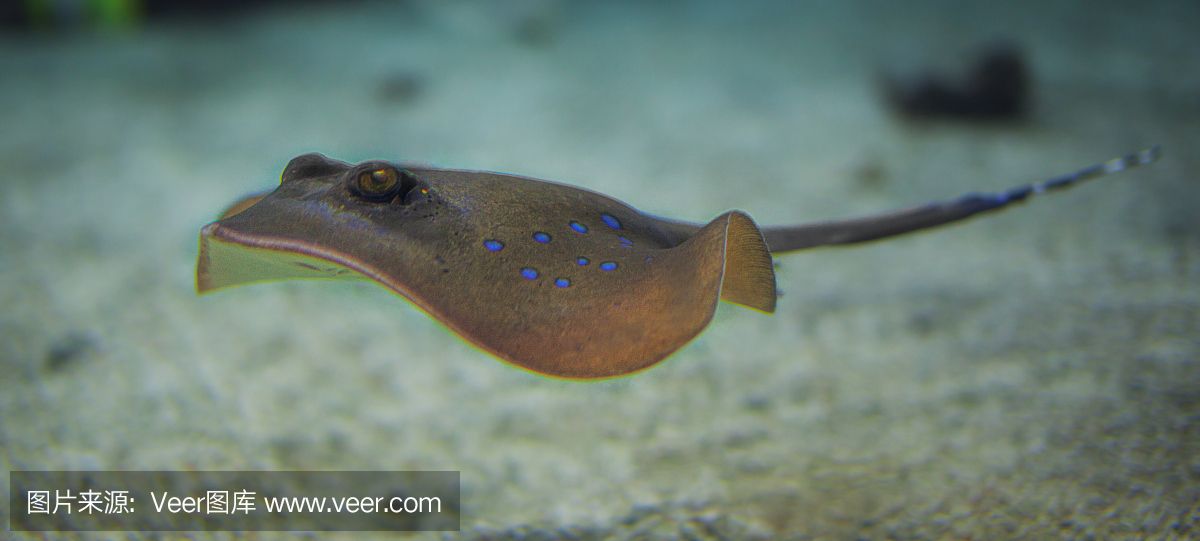 魟魚(yú)腹部有塊綠色怎么回事：魟魚(yú)腹部出現(xiàn)綠色可能是由于以下幾個(gè)原因 魟魚(yú)百科 第1張