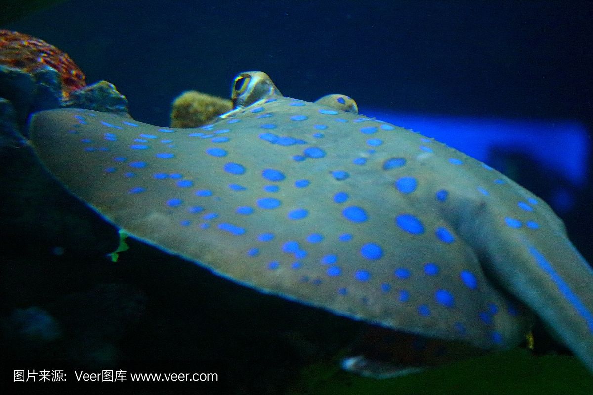 魟魚(yú)腹部有塊綠色怎么回事：魟魚(yú)腹部出現(xiàn)綠色可能是由于以下幾個(gè)原因 魟魚(yú)百科 第2張