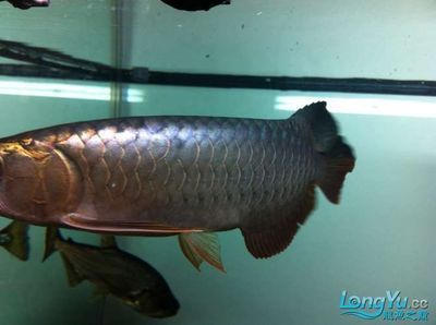 藍(lán)底過背龍魚不變藍(lán)：為什么藍(lán)底過背龍魚不變藍(lán)？