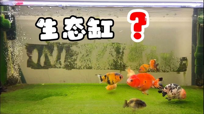 純生態(tài)魚缸系統的原理