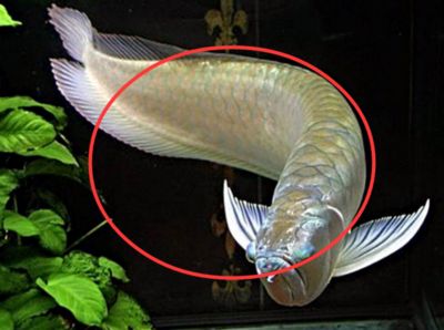 養(yǎng)銀龍魚有什么風(fēng)水講究：養(yǎng)銀龍魚的風(fēng)水講究