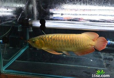 虎魚長白毛是外寄還是內(nèi)寄的：虎魚長白毛是內(nèi)寄還是外寄