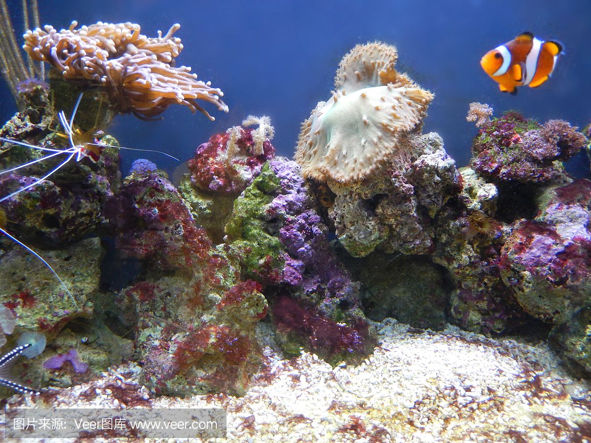 大洋水族魚缸廠家在哪里：大洋水族魚缸廠家 魚缸百科 第3張