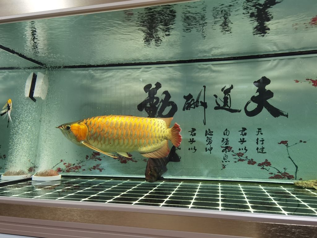 ：武工隊(duì)評(píng)論：不錯(cuò) 觀賞魚論壇