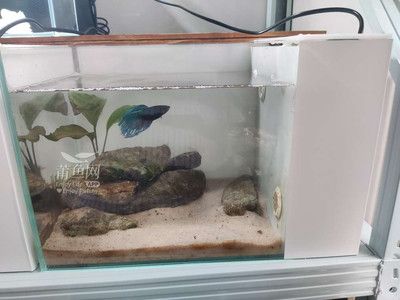 斗魚魚缸造景布置圖：如何打造一個夢幻魚缸 魚缸百科 第3張