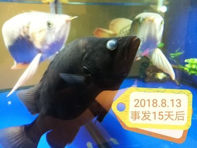 虎魚身體發(fā)白怎么治療好：虎魚身體發(fā)白怎么治療 虎魚百科 第3張