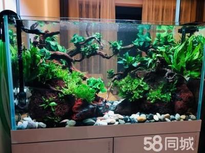 大型魚魚缸造景方法圖：大型魚缸造景的基本方法和步驟 魚缸百科 第1張