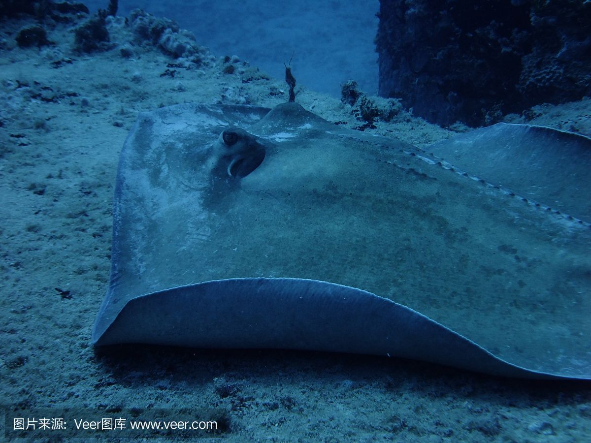 魟魚(yú)背部凹陷什么原因：關(guān)于魟魚(yú)背部凹陷的原因根據(jù)搜索結(jié)果 魟魚(yú)百科 第2張