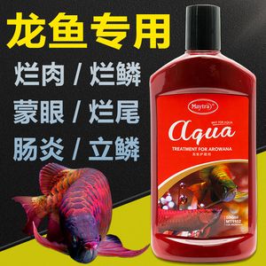 龍魚爛尾治療多少錢一天 龍魚百科 第2張