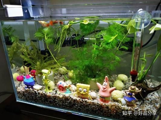 大型魚缸品牌哪個好用：大型魚缸品牌推薦 魚缸百科 第1張