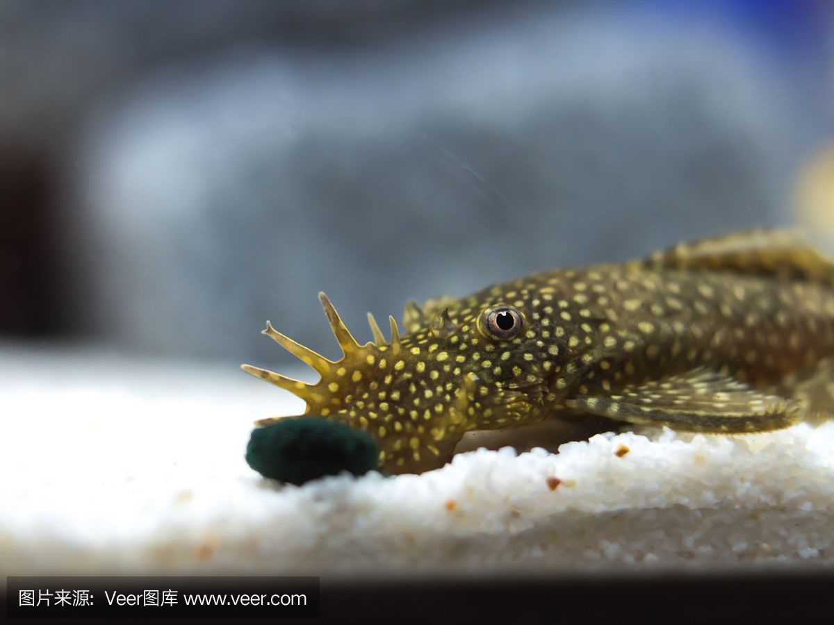 魟魚呼吸急促不吃食：魟魚出現(xiàn)呼吸急促和拒食的癥狀可能是由于多種原因引起的 魟魚百科 第3張