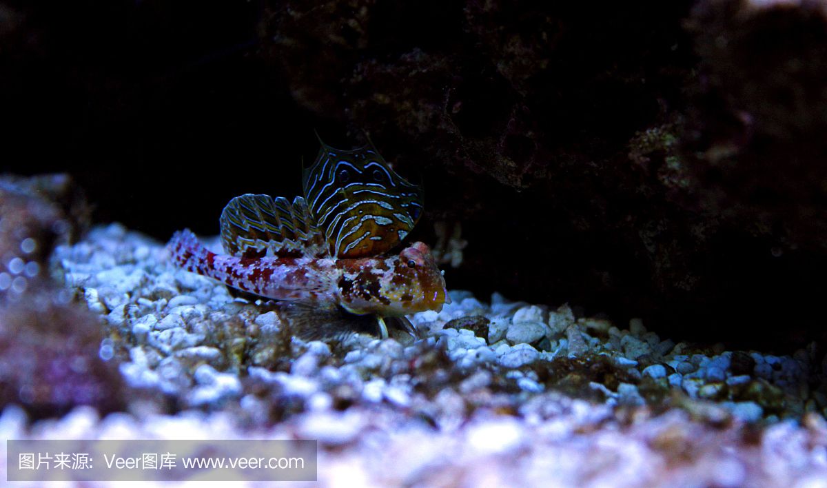 小龍魚(yú)屬于什么魚(yú)科動(dòng)物：小龍魚(yú)屬于什么魚(yú)科動(dòng)物，它具有很高的觀賞價(jià)值 龍魚(yú)百科 第2張