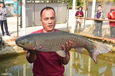 草魚放魚缸可以養(yǎng)幾天：草魚在魚缸中的生存時(shí)間 魚缸百科 第4張