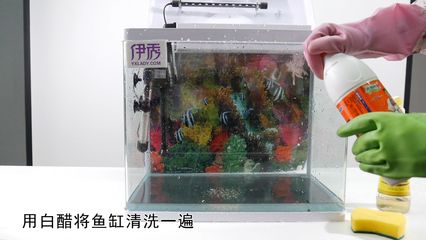 大型魚缸清洗視頻教學(xué)全集：大型魚缸清洗視頻教學(xué)全集魚缸清潔誤區(qū)與正確方法 魚缸百科 第4張