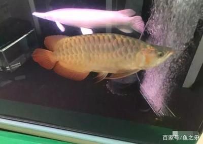 龍魚改食方法圖解：如何讓龍魚適應(yīng)人工飼料，龍魚改食方法圖解