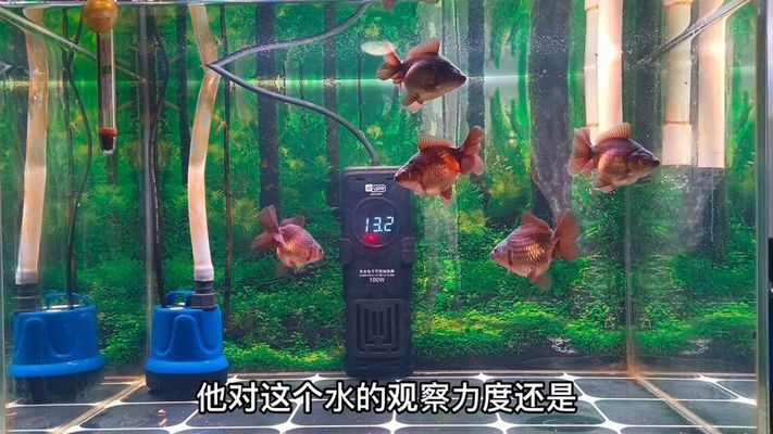 大桶水做魚缸好不好呢：大桶水是否適合用作魚缸，桶裝水養(yǎng)魚的優(yōu)缺點是什么 魚缸百科 第4張